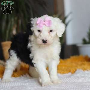 Carrot, Mini Sheepadoodle Puppy